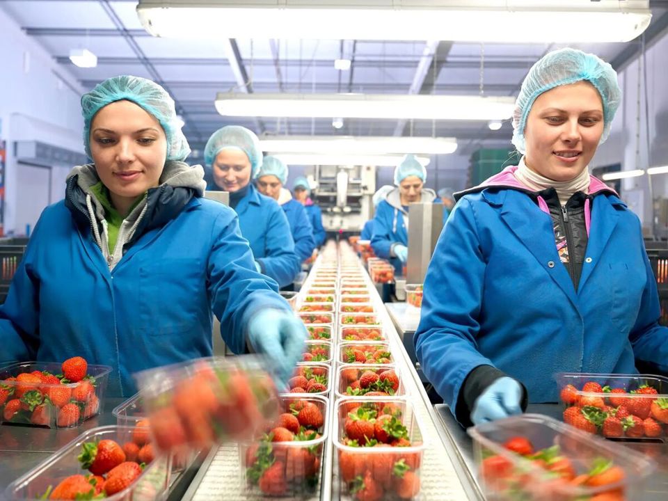 Two women handling punnets of strawberries on a factory production line